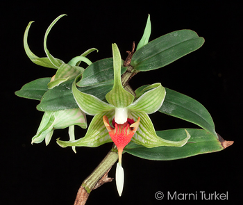 Dendrobium tobaense regular form
