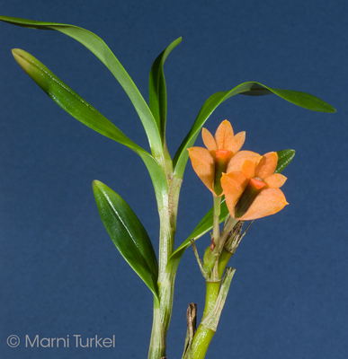 Dendrobium vexillarius orange