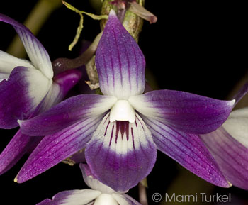 Dendrobium victoriae reginae 'Walter's Blue'