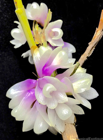 Dendrobium concavissimum / obtusum