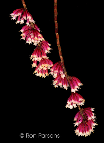 Dendrobium lawesi 'Pacific'