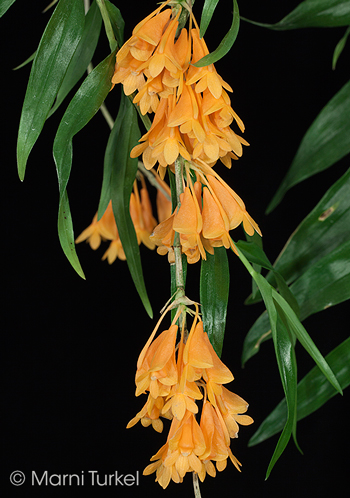 Dendrobium subclausum