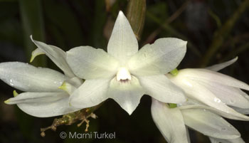 Dendrobium victoriae reginae 'Walter's White'