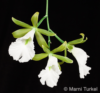 Encyclia mariae