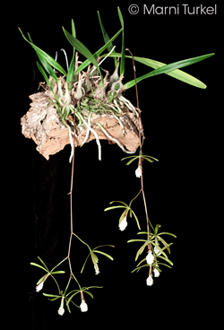 Encyclia microbulbon