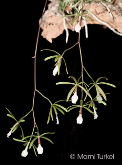 Encyclia microbulbon