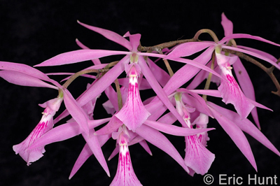 Encyclia adenocaulon