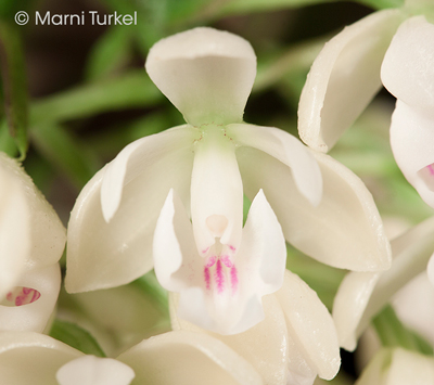 Epidendrum hugomedinae