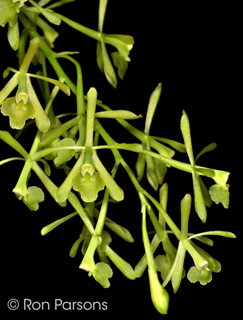 Epidendrum magnoliae v. magnoliae