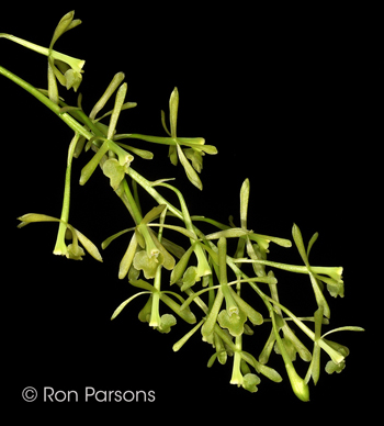 Epidendrum magnoliae v. magnoliae