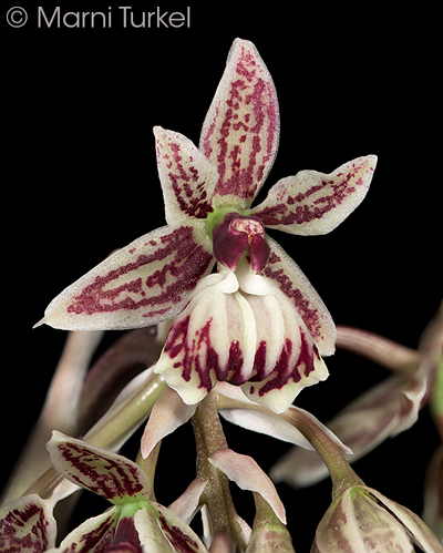 Epidendrum marmaratum