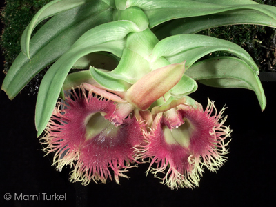 Epidendrum medusae