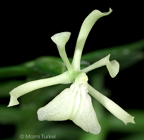 Epidendrum whittenii