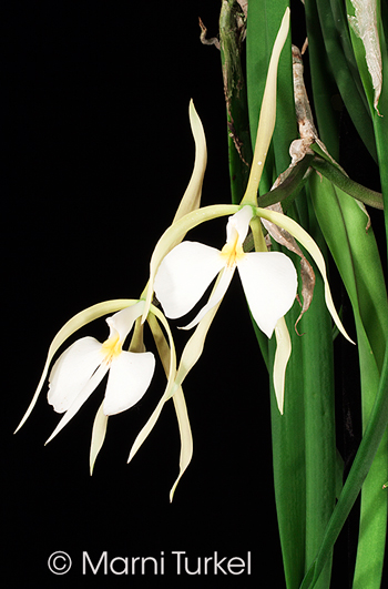 epidendrum parkinsonianum