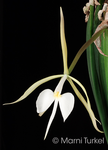 epidendrum parkinsonianum