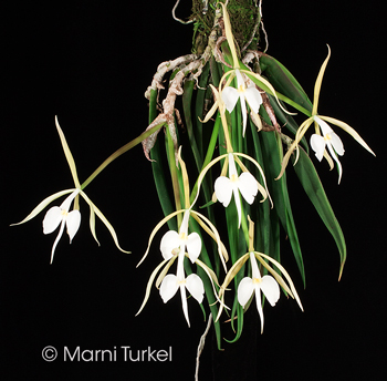 epidendrum parkinsonianum