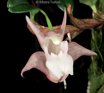 Dendrobium fargesii Epigeneium sansiense