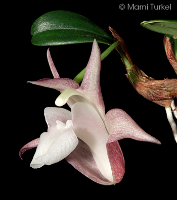 Dendrobium fargesii Epigeneium sansiense