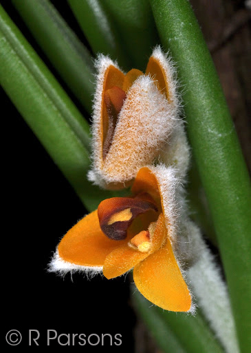 Eria pannea