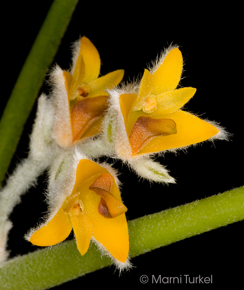 Eria pannea