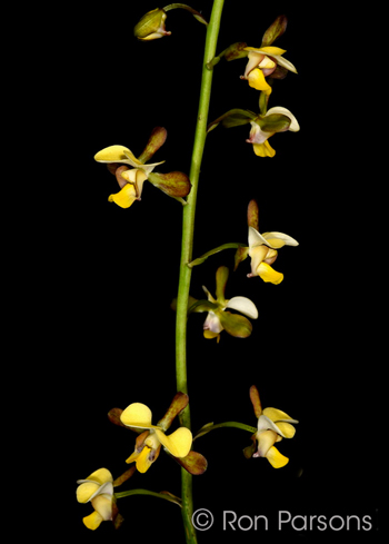 Eulophia streptopetala