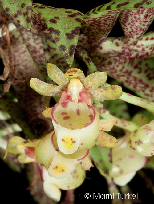 Gastrochilus fuscopunctatus