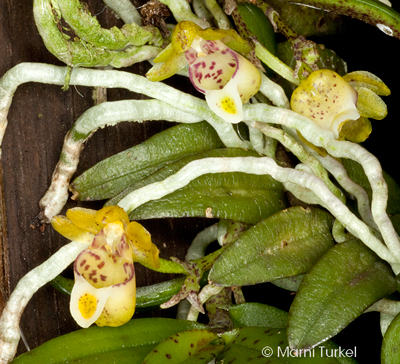 Gastrochilus fuscopunctatus