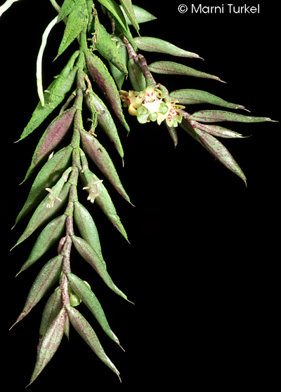 Gastrochilus pseudostichum