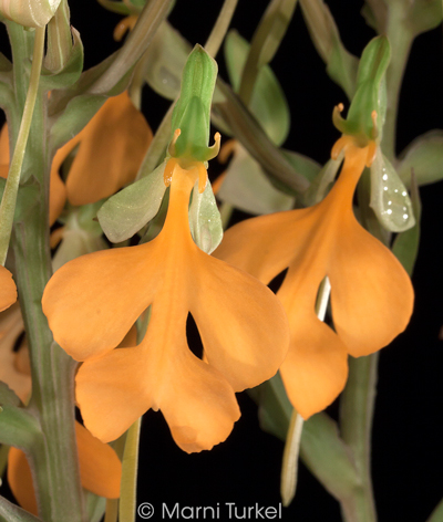 Habenaria rhodocheila