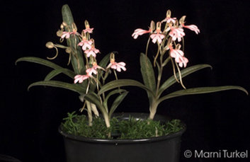 Habenaria erichmichelii