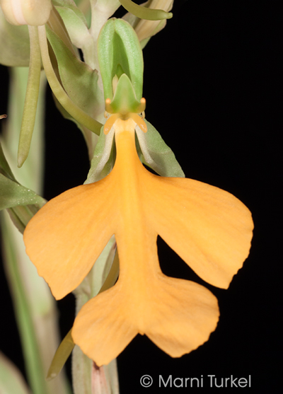 Habenaria rhodocheila