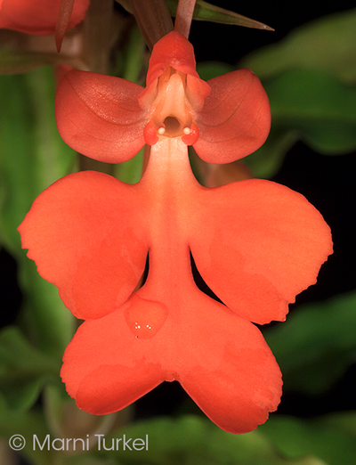 Habenaria roeblenii