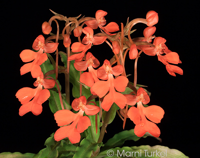 Habenaria roebleniiHabenaria roeblenii