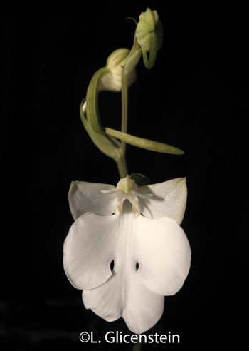 Habenaria carnea alba