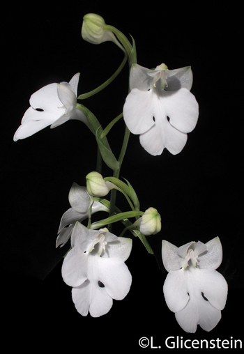 Habenaria carnea alba