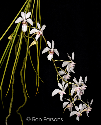 Holcoglossum lingulatum