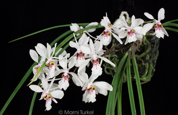 Holcoglossum wangii