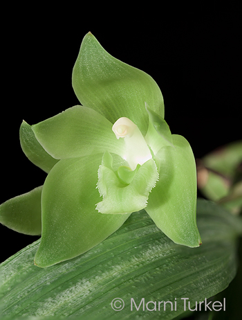 Sudamerlycaste dyeriana