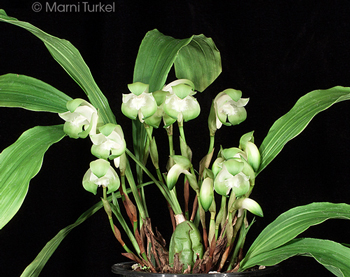 Sudamerlycaste lata 'Stony Point'