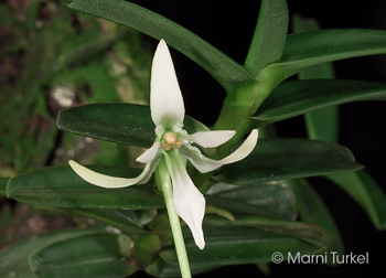 Jumellea jumelleana