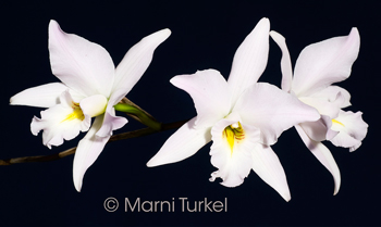 Laelia anceps 'Helen' HCC/AOS