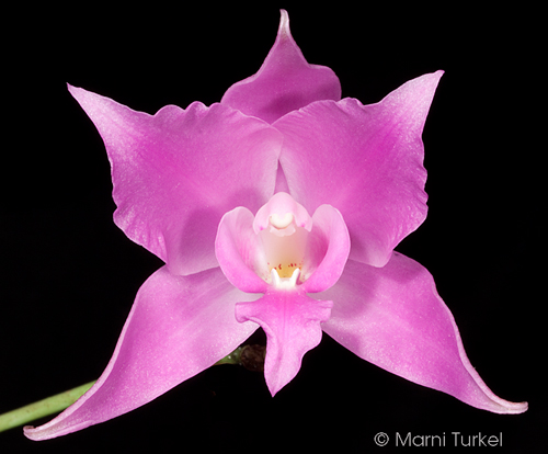 Laelia furfuracea