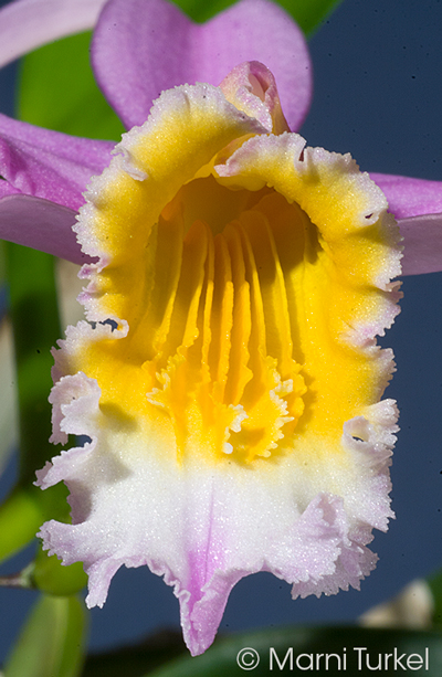 Laelia jongheana