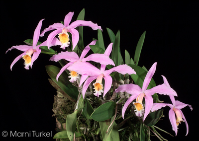 Laelia jongheana