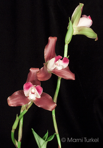 Lycaste macrophylla 'Machu Picchu'