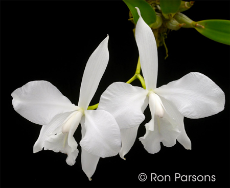 Laelia speciosa almost alba