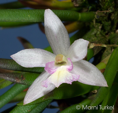 Leptotes pauloensis