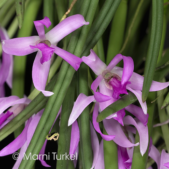 Leptotes pohlitinocoi