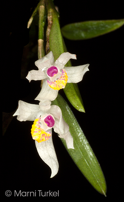 Loefgrenianthus blanche-amesii