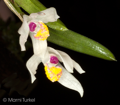 Loefgrenianthus blanche-amesii